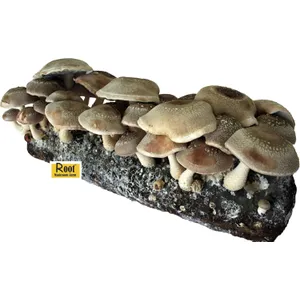 Root Mushroom Farm Shiitake Grow Kit